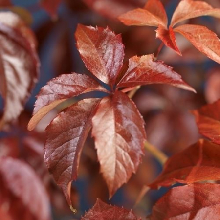 Vita Canadiana -Quinquefolia - 75cm [1]