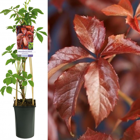 Vita Canadiana - Vita Canadiana -Quinquefolia - 75cm
