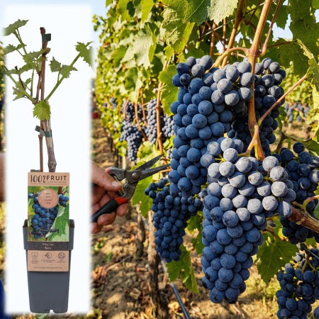 Viță de Vie - Vitis - vitis-vinifera-beta-vita-de-vie-rezistenta-pepiniera-sibiu