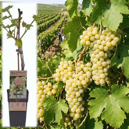 Viță de Vie - Vitis - vitis-vinifera-bianca-butas-vita-de-vie-pepiniera-sibiu