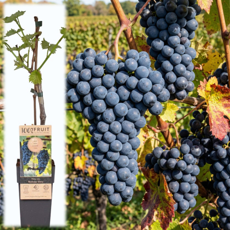 Viță de Vie - Vitis - vitis-vinifera-boskoop-glory-vita-de-vie-negra-pepiniera-sibiu