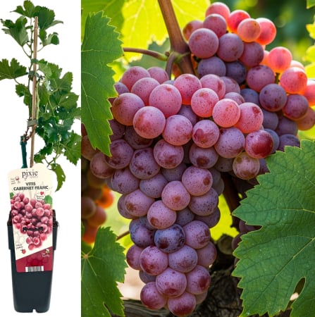 Vita de Vie - Vita de Vie 'Cabernet Franc' - 60cm+