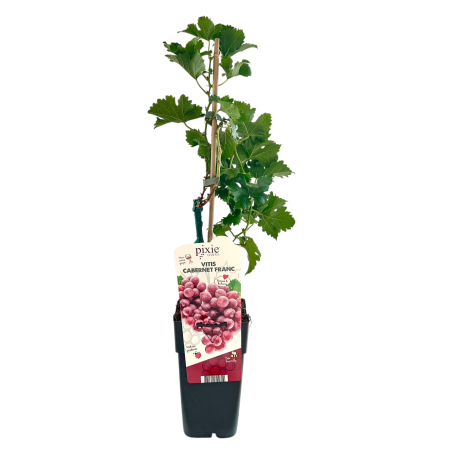 Vita de Vie 'Cabernet Franc' - 60cm+ [1]
