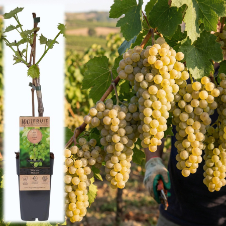 Viță de Vie - Vitis - vitis-vinifera-himrod-struguri-fara-samburi-pepiniera-sibiu