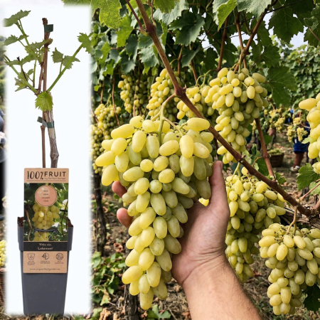 Fructifere - vitis-vinifera-lakemont-vita-de-vie-fara-samburi-pepiniera-sibiu