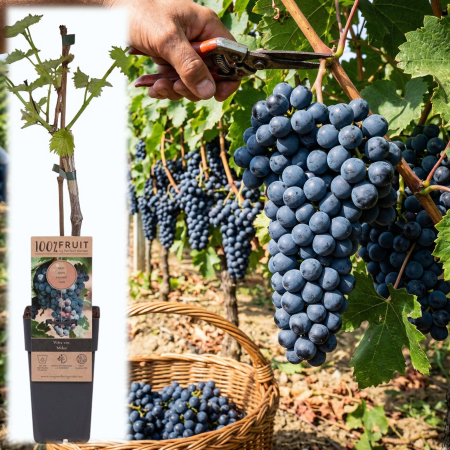 Viță de Vie - Vitis - vitis-vinifera-mika-vita-de-vie-masa-pepiniera-sibiu