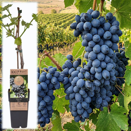 Viță de Vie - Vitis - vitis-vinifera-nero-vita-de-vie-masa-pepiniera-sibiu