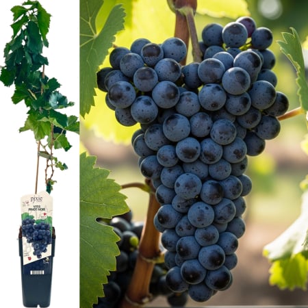 Vita de Vie - Vita de Vie 'Pinot Noir' - 80cm