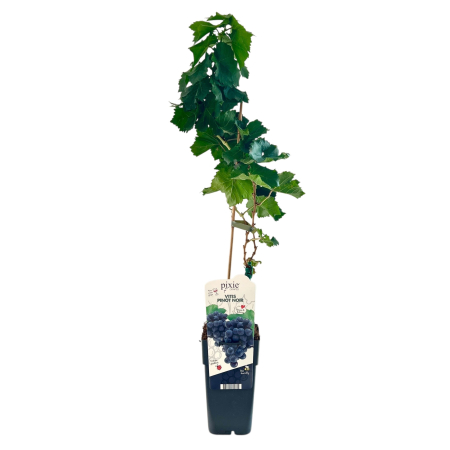Vita de Vie 'Pinot Noir' - 80cm [1]