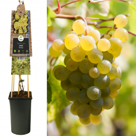 Vita de Vie - Vita de Vie Riesling - 75cm+