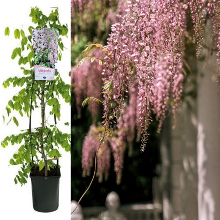 Glicina - Wisteria ROZ Sinensis - 75cm+