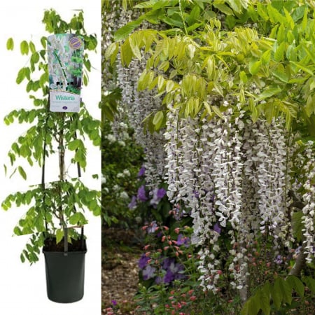 Glicina - Wisteria ALBA Sinensis - 75cm+