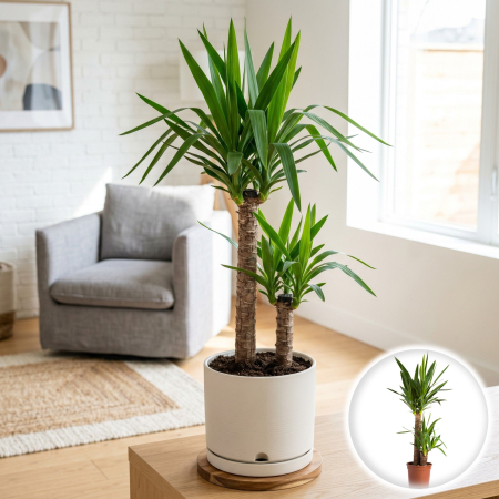 Yucca - Yucca gigantea planta interior 2 tulpini 80cm 30cm ghiveci 15cm Pepiniera Sibiu