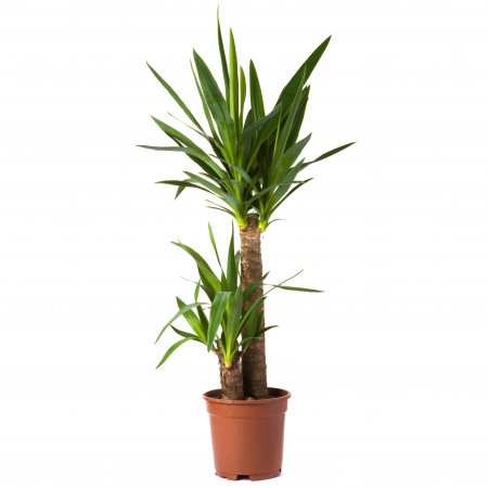 Yucca - Yucca 2 Tulpini - 75cm