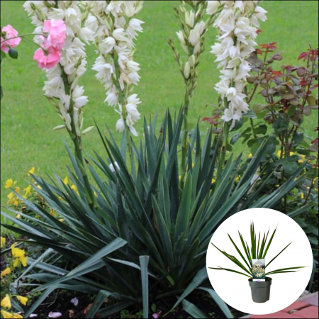 YUCCA Filamentosa 50cm+ (3L) [1]