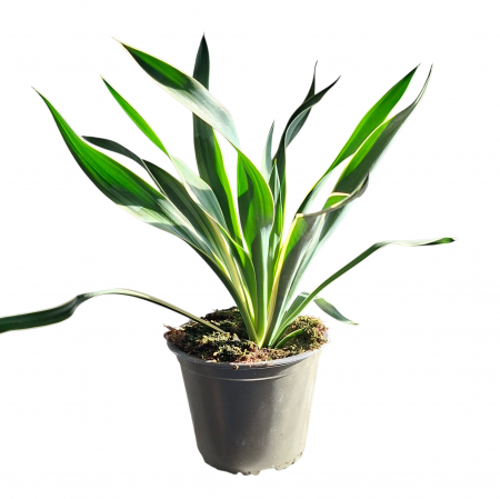Yucca F. Variegata 40cm+ [1]