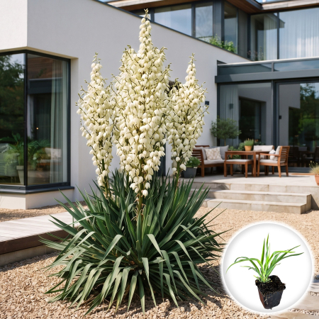 Yucca de Gradina - yucca-filamentosa-de-gradina-ghiveci-pepiniera-sibiu