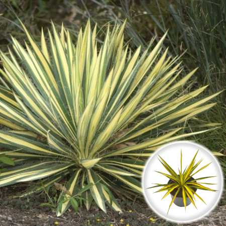 YUCCA Gradina Bicolora 30cm+ (2L) [1]