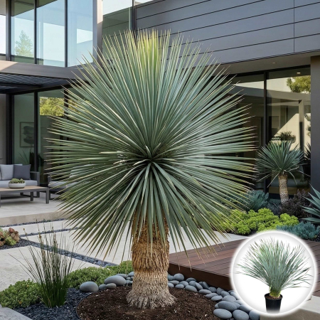 Plante Decorative - yucca-rostrata-70cm-pepiniera-sibiu