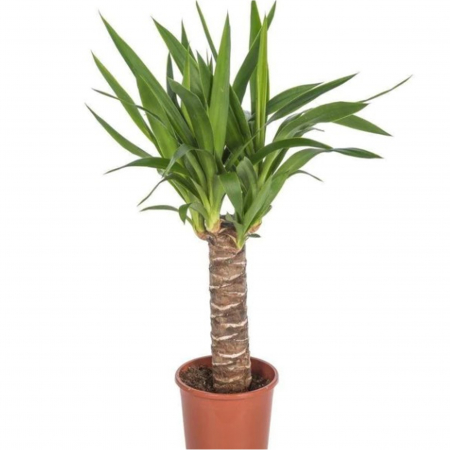 Yucca - Yucca Ov - 40cm (2L)