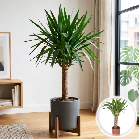 Yucca - Yucca gigantea planta interior 1 tulpina 55cm ghiveci Pepiniera Sibiu