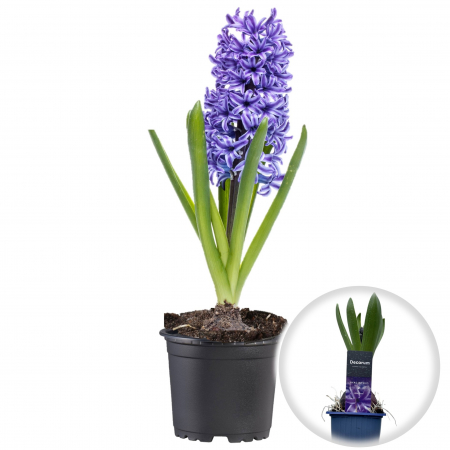 Bulbi de Flori - Zambila ALBASTRA in Ghiveci