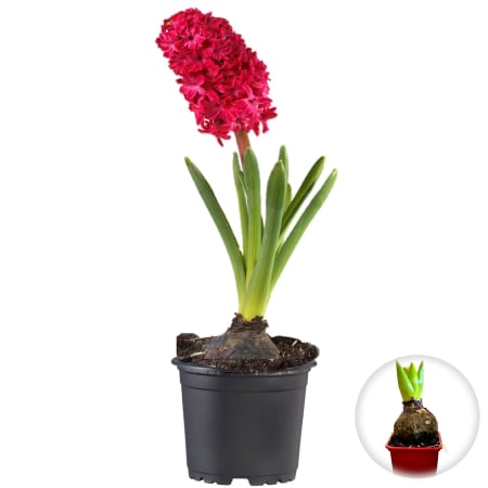 Flori Gradina si Balcon - zambila-rosie-ghiveci-planta-cadou-pepiniera-sibiu