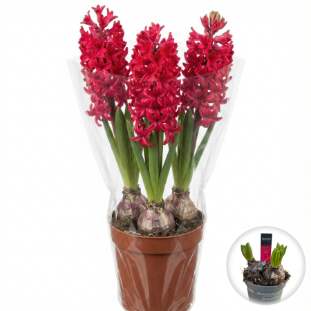 Flori Gradina si Balcon - zambile-rosii-jan-bos-ghiveci-3-bulbi-pepiniera-sibiu