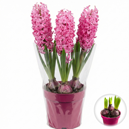 Flori Gradina si Balcon - Zambile Roz 3 bulbi ghiveci Pepiniera Sibiu