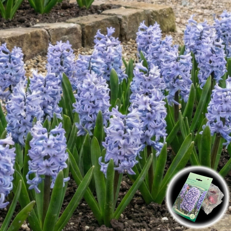 zambile-light-blue-albastru-deschis-pepiniera-sibiu [0]