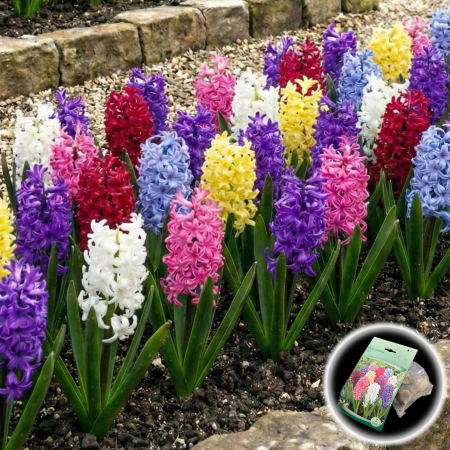 zambile-mix-culori-hyacinthus-parfumate-pepiniera-sibiu [0]