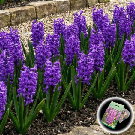 Bulbi de Zambile - zambile-purple-mov-parfumate-pepiniera-sibiu