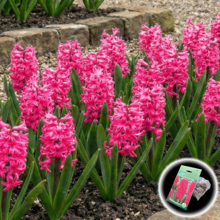 Bulbi de Zambile - zambile-red-rosii-parfumate-pepiniera-sibiu