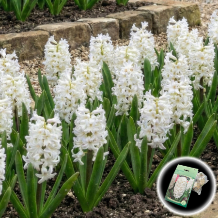 Bulbi de Zambile - zambile-white-albe-parfumate-pepiniera-sibiu