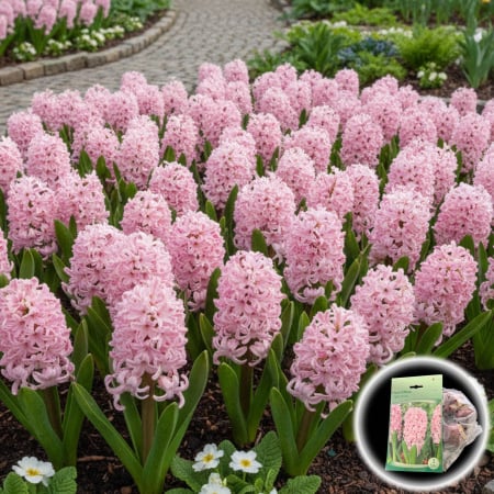 Bulbi de Flori - Zambile Light Pink - 3 Bulbi