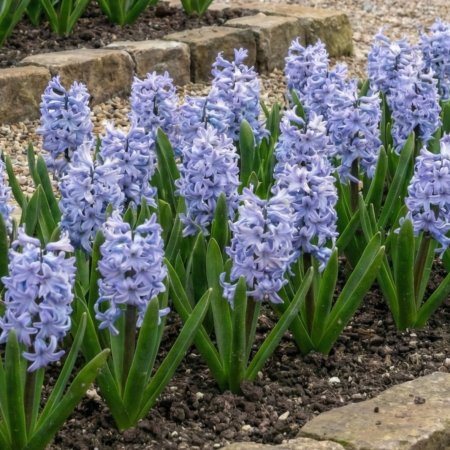 Bulbi de Flori - zambile-light-blue-albastru-deschis-pepiniera-sibiu