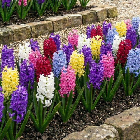 Bulbi de Flori - zambile-mix-culori-hyacinthus-parfumate-pepiniera-sibiu