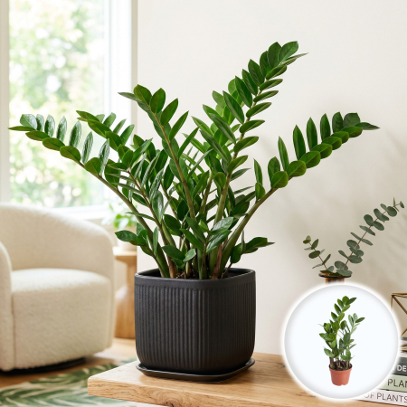 Plante Interior - zamioculcas-zamiifolia-planta-zz-ghiveci-pepiniera-sibiu