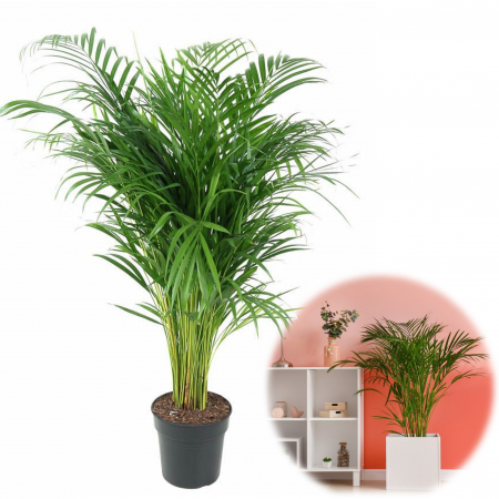 Palmier - Dypsis - Palmier Areca - 100cm