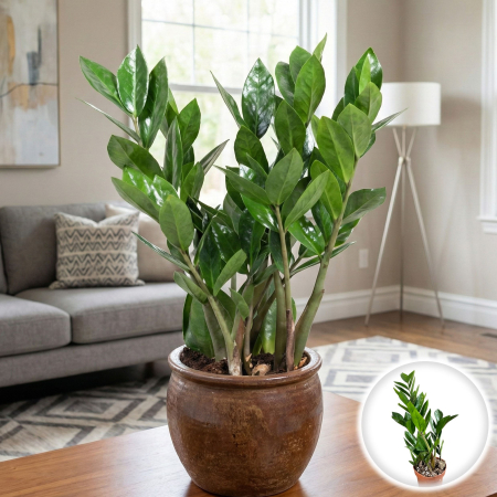 Plante Interior - Zamioculcas zamiifolia Planta ZZ Interior Ghiveci Pepiniera Sibiu