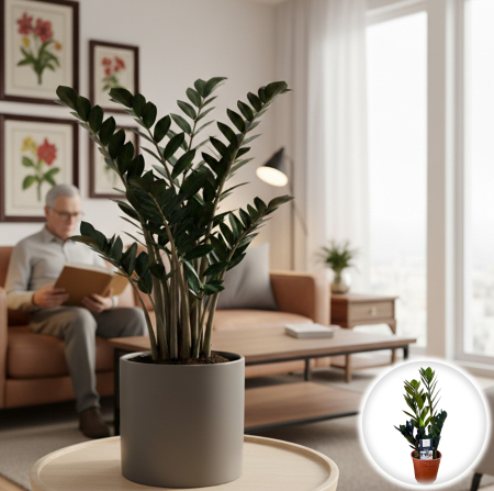 Planta Zz - Zamioculcas - Raven