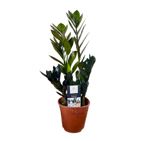 Zamioculcas - Raven [1]