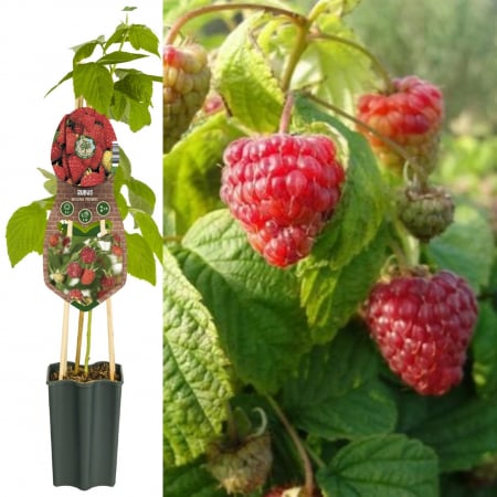 Zmeur - Zmeur Rosu Mailling Promise - 80cm+
