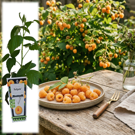 Zmeur - Rubus - rubus-idaeus-fallgold-zmeur-galben-50cm-pepiniera-sibiu