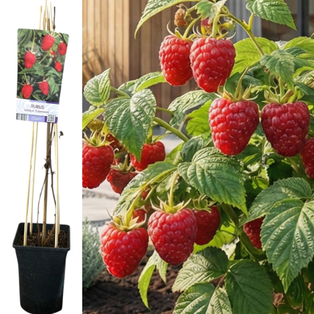 Arbusti Fructiferi - zmeur-tulameen-rubus-idaeus-fructe-mari-pepiniera-sibiu