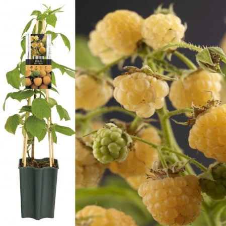 Zmeur - Zmeur Galben FallGold - 70cm+