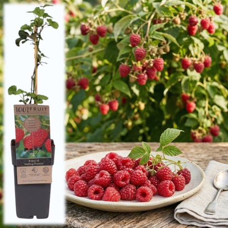 Zmeur - Rubus - rubus-idaeus-malling-promise-zmeur-timpuriu-pepiniera-sibiu