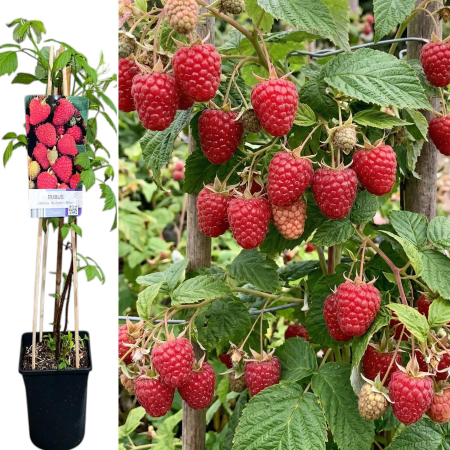 Arbusti Fructiferi - rubus-idaeus-autumn-bliss-zmeur-remontant-pepiniera-sibiu