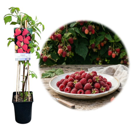 Zmeur - Rubus - rubus-idaeus-autumn-bliss-zmeur-remontant-pepiniera-sibiu