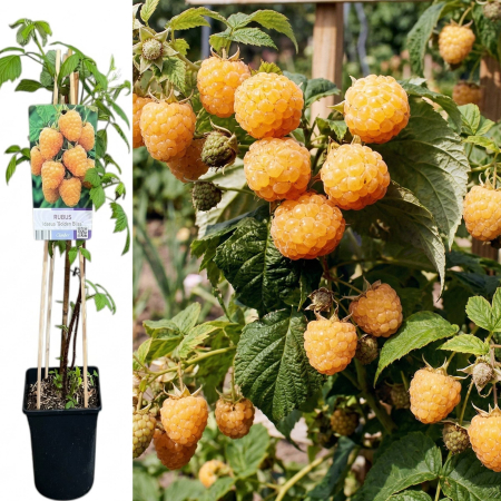 Arbusti Fructiferi - zmeur-galben-golden-bliss-arbust-fructifer-pepiniera-sibiu